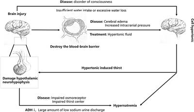 Diagnosis and treatment of brain injury complicated by hypernatremia